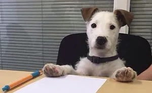 We Have A New Colleague! Ehm.. Dog!