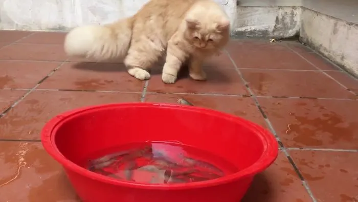 Cat's Cute Reaction When A Shrimp Suddenly Jump Out Of Water Bowl