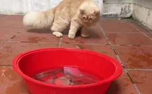 Cat's Cute Reaction When A Shrimp Suddenly Jump Out Of Water Bowl