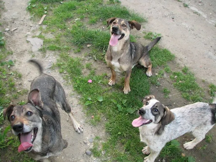 One Squeaky Ball, Three Dogs.
