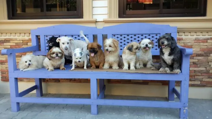 Some Of The Pack !