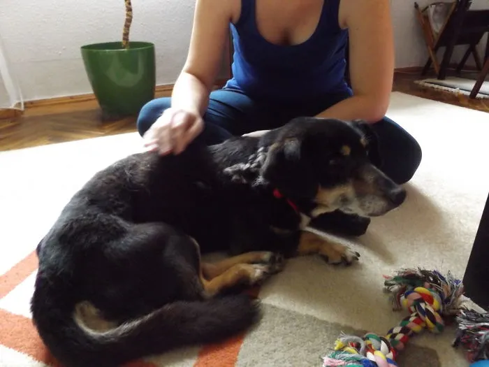 Moo -- Adopted From A Shelter (8 Year Old) -- My First Dog :)