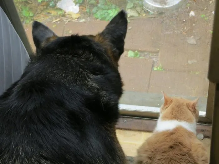 Kota (gsd) And Geordi Cat...looking Out The Door Waiting For Me.  We Also Have A Recue Cat Alice And Another Rescue Cat Joey Who Lives In Our Shop...as Well As My Parent's Cat Jack (ass)