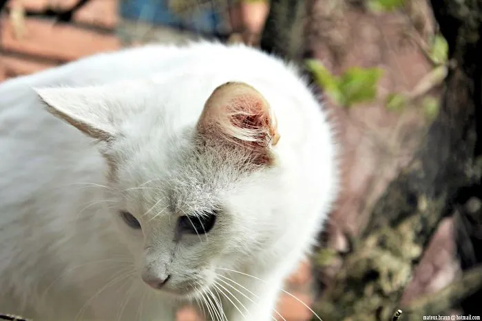 Cats And The Foot Of Acerola