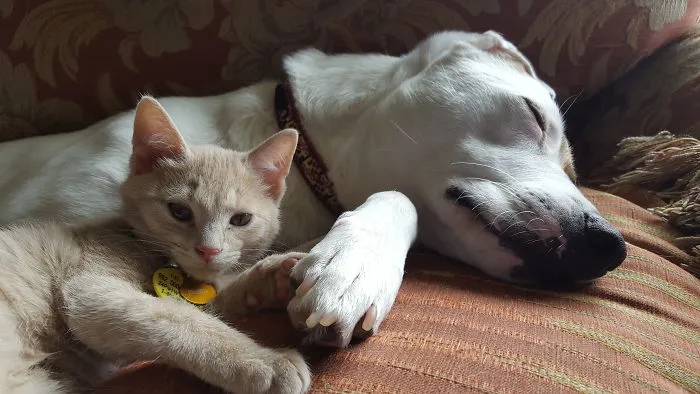 Harvey And His Kitten, Reuben.