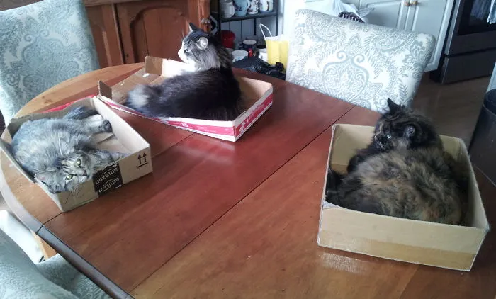 Box-lovin' Cats!  L To R:  Trixie, Pips, Amber
