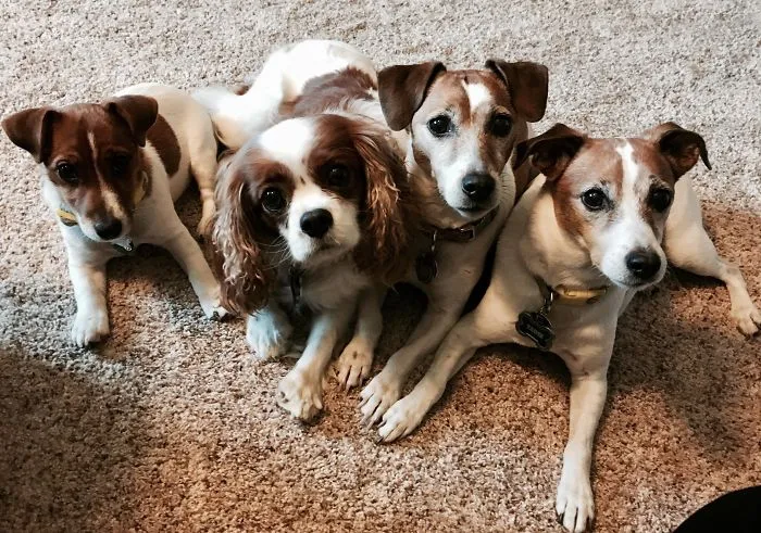 Pack O' Jacks... And A Chloe!
