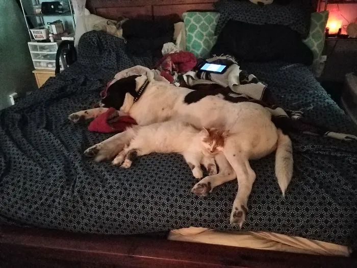 Snuggle Buddies