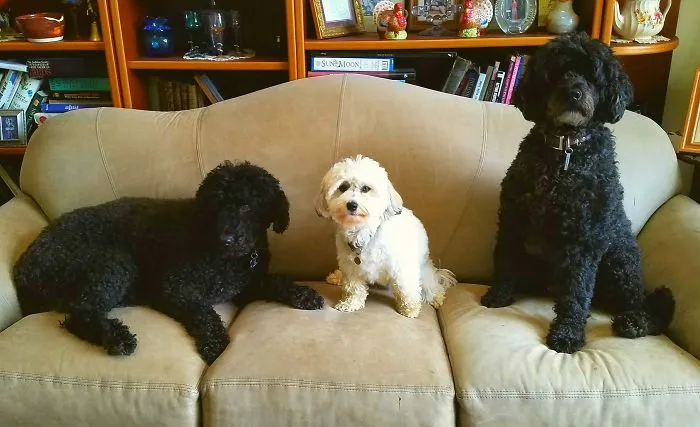 Team Oreo!