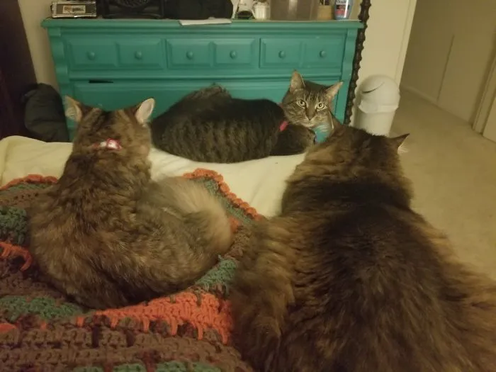 My 3 Girls To The Left Of The Picture My Male Dog. Love My Fur Family!