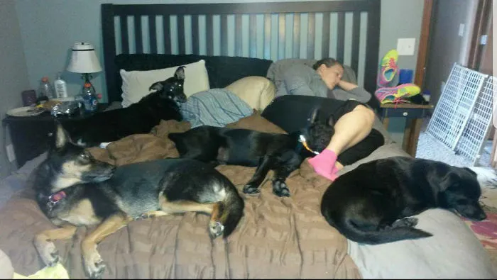 Just A Little Afternoon Nap With The Black Dogs Club