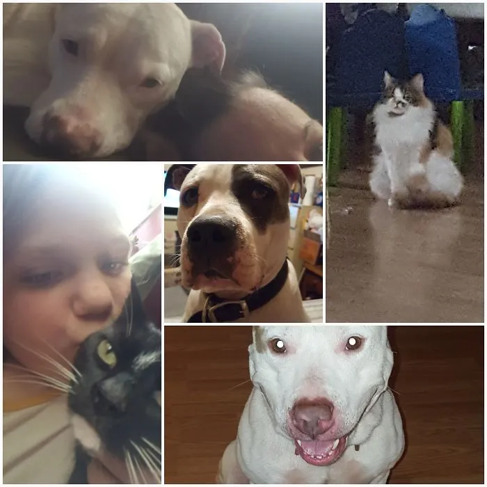 From The Top..ava, Dalyla, Pookitty, Stella And Sweetmeat. I Have 1 More Pitty (bandee) That Runs When I Try And Take A Pic And 1 More Cat Named Swyper That Uses Me For Food And A Nightly Place To Sleep.