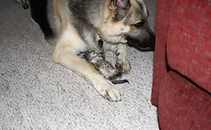 Post Pictures Of Cats And Dogs Living Together