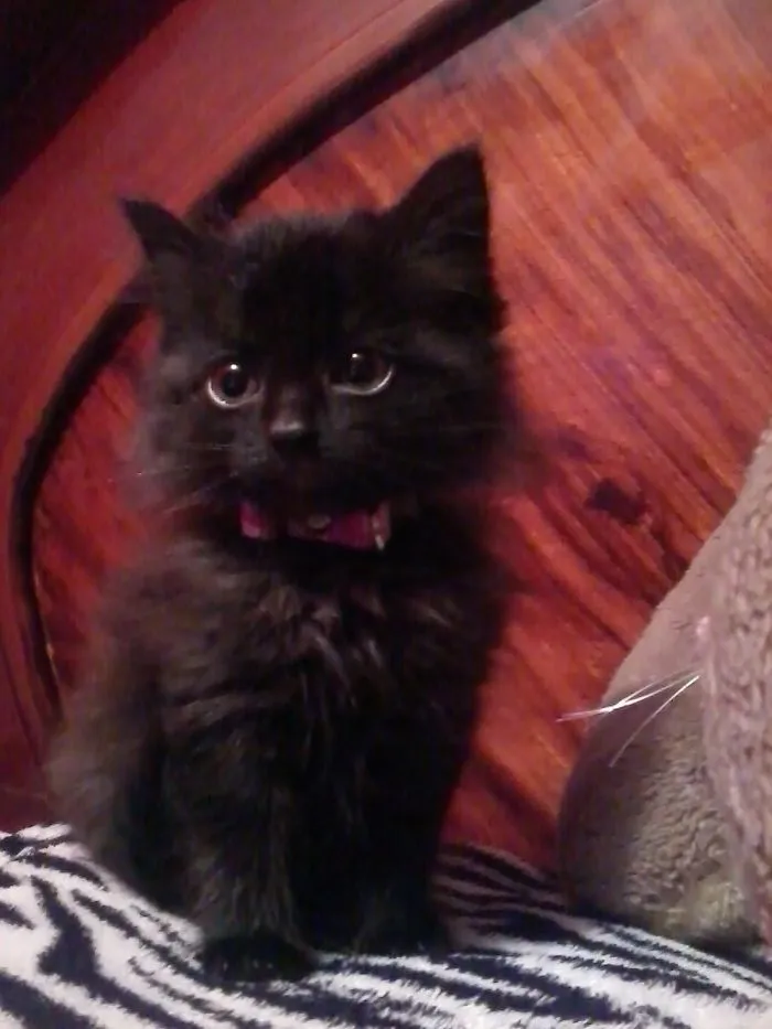 Miauuu