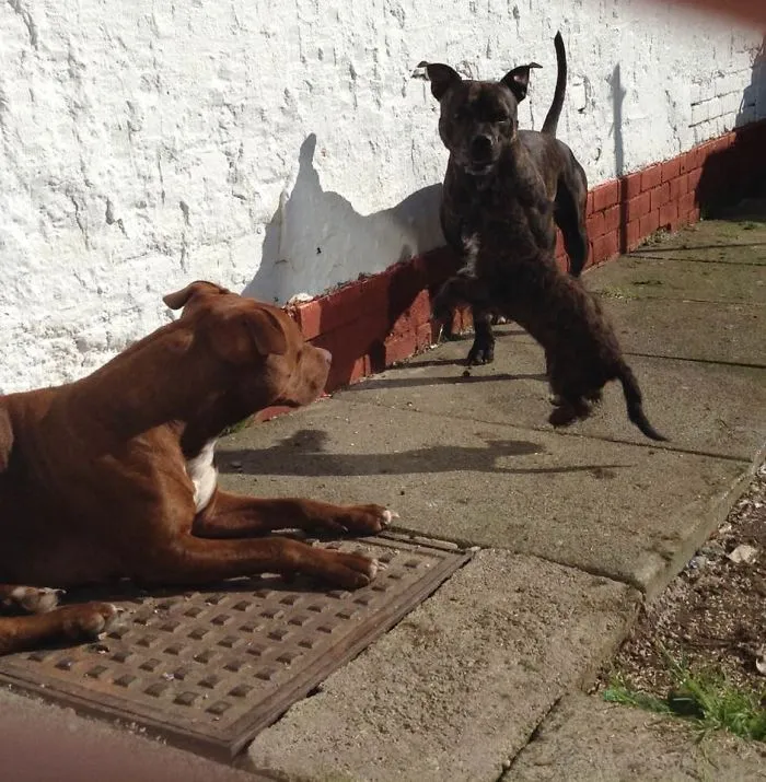 Rio Thor And Our New Jackadoodle Pup Ozzy