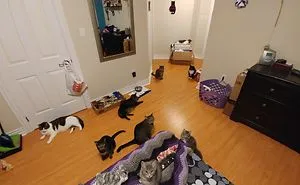 Pet Owners Who Have 3 Or More Pets, Share Your Pics With Us
