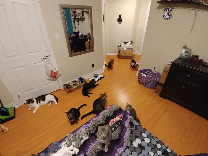 I Got A Few Cats...and These Aren't Even All Of Them!