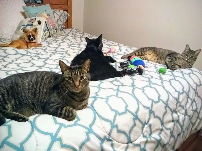 My Sweet Fur Babies