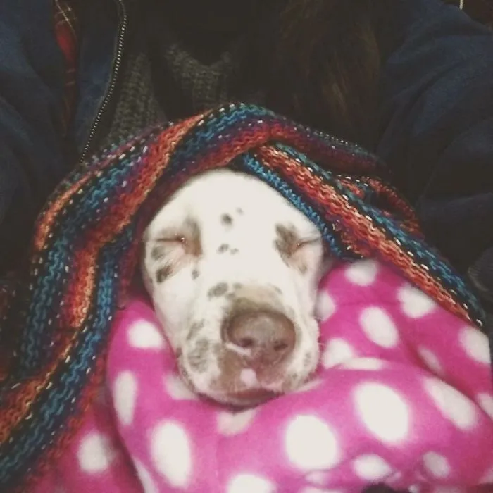 Not Too Long After My Boyfriend Surprised Me On My Birthday With This Little Goofball. I Cried Because He Immediately Stole My Heart.