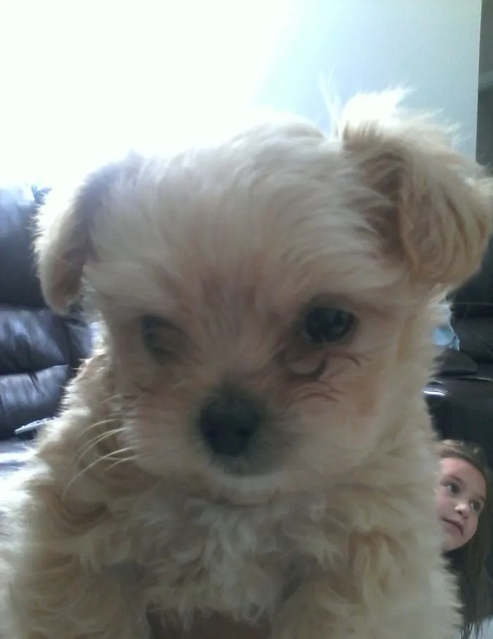 This Is Cookie The First Day We Got Her. (Don’t Mind My Sister In The Background)