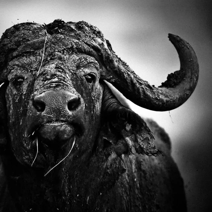 Photos Of Africa's Wildlife Roaming Free In The Last Protected Areas Of Our World