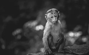I Took This Series Of Makaka Portraits During My Trip In Sri Lanka