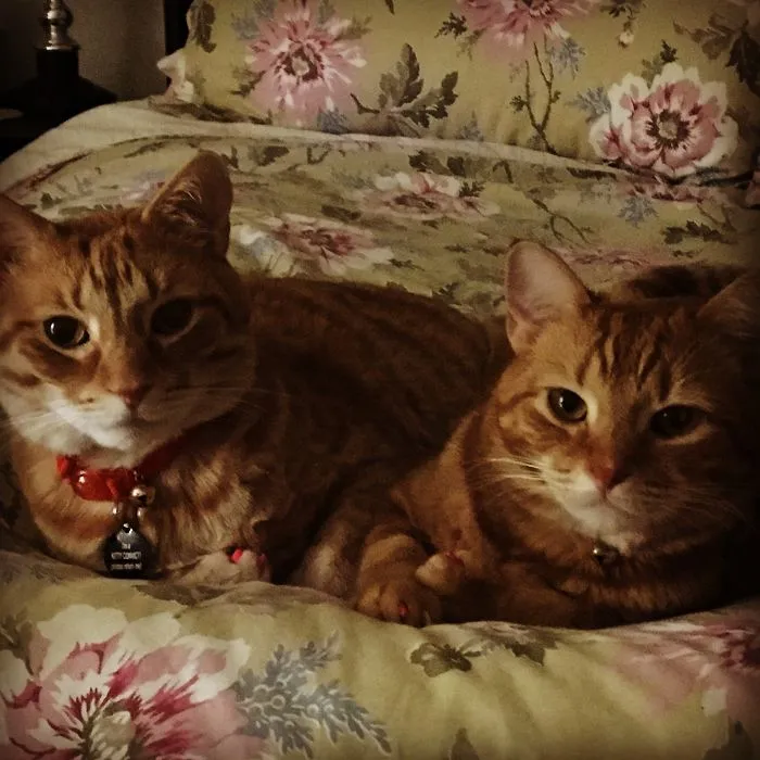 My Babies Mango And Stanley