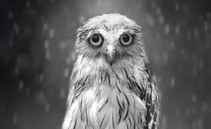 Photographer Captures The Hypnotising Beauty Of Owls In 30 Striking Portraits
