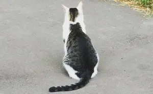 Cat With A Cat On His Back Goes Viral In Japan
