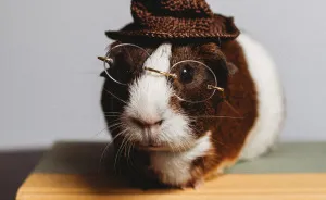 There's A Witch In The Family: I Made A Harry Potter-Themed Photo Shoot With My Guinea Pig