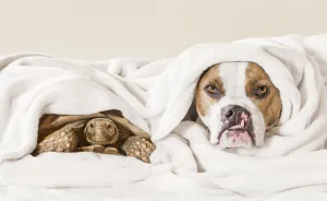 This Unexpected Friendship Between A Dog And A Turtle Is The Sweetest Thing You'll See Today
