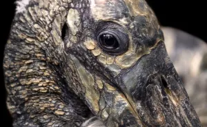 Through The Lens Of An Alabama Wildlife Photographer