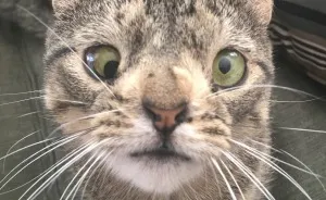 Meet The Cat With An Extra Chromosome Put On Death Row Because She Looked A Little Different