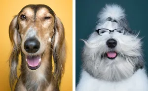 We Proved That Every Dog Has Its Own Human-Like Personality Through Funny Portraits