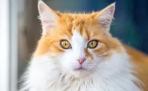 7 Years After Major Nz Earthquake, The 'Unknown Cat' I Wrote About In Quake Cats Book Is Found Alive & Well, Fully Recovered From Horrific Injuries. This Is His Story
