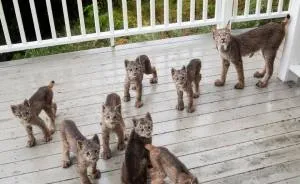 This Man Woke Up To A Strange Noise, Then He Saw This On His Porch (16 Pics)