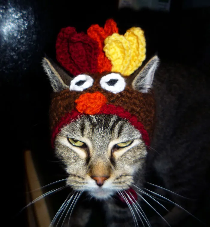 Hobbs Might Like His Turkey Hat