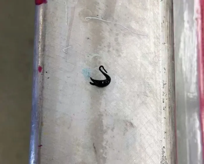 Ink Spilled Onto My Workbench, Tiny Swan Was Born