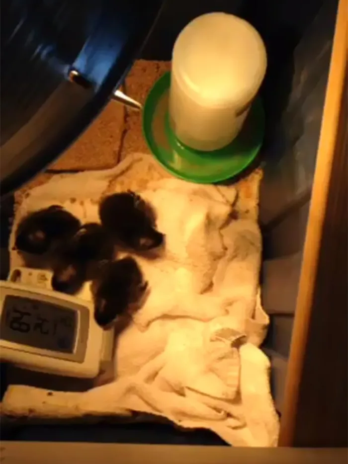Use An Old Iphone And A Generic Facebook Account As A Monitoring Service. Wanted To Ensure Our Baby Chickens Were Okay So I Facebook Lived It Under Private For 24 Hour Monitoring From Anywhere
