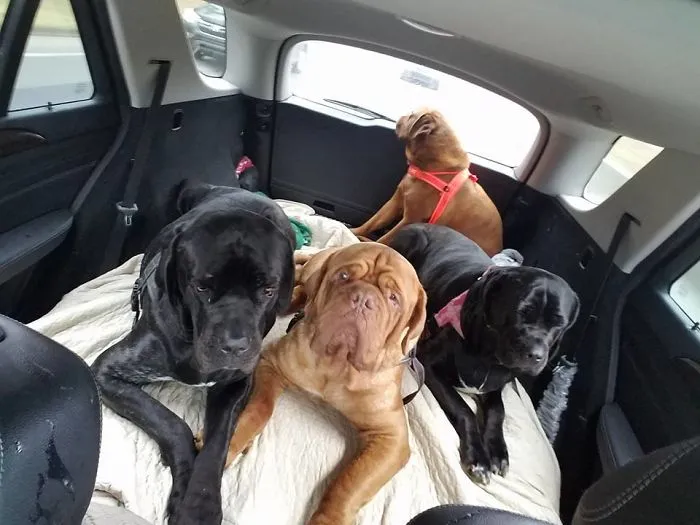 Our 4 Mastiffs After A Trip To The Vet.  One Is Seriously Pissed She Got Her Temp Taken.