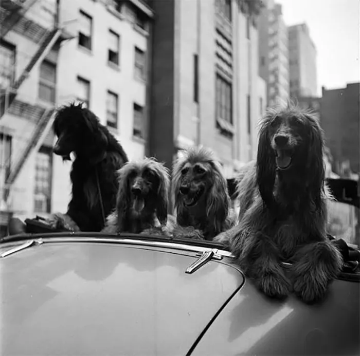 Perros En Un Descapotable, 1949