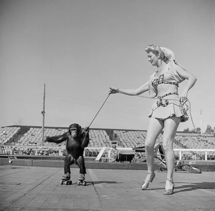 Mujer Circense Con Un Mono Sobre Patines, 1948
