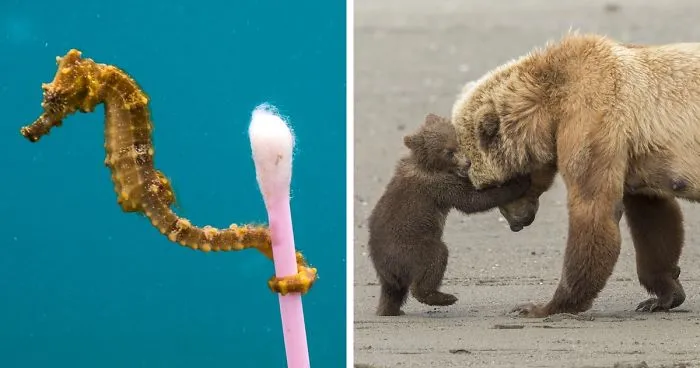 13 Best Wildlife Photos Of 2017 Have Been Announced, And They’re Truly Remarkable