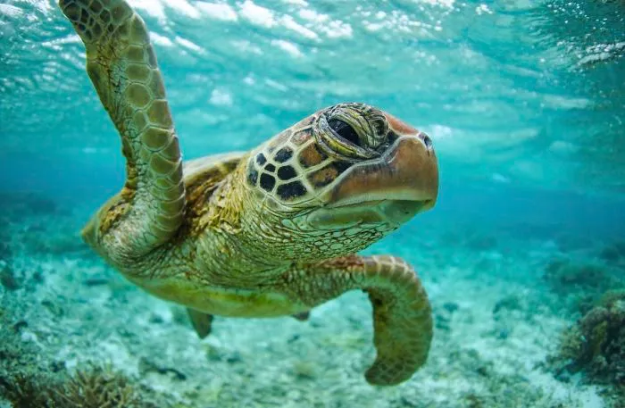 El hijo de Steve Irwin se ha convertido en un premiado fotógrafo, y en sus fotos verás por qué