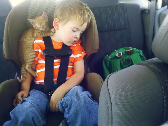 You Will Love These New Pictures Of Cats In Unusual Places.