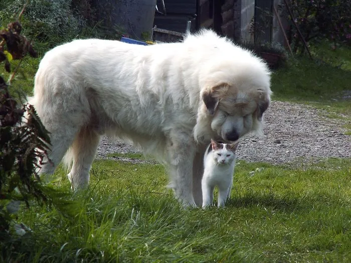 Zapp The  Pyrenean Mountain Dog And His Friend Pompanette The Cat..