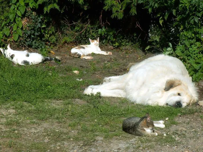 Zapp Chilling With Some Of The Cats..