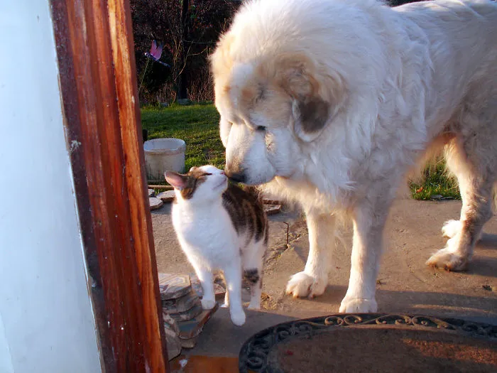 Zapp And Shebus Greet Each Other..