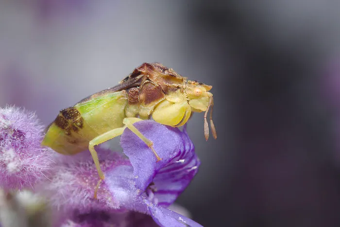Ambush Bug (Phymata)