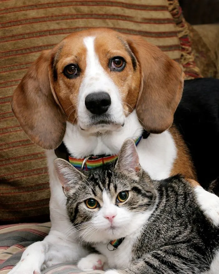 Alia The Beagle And Her New Friend